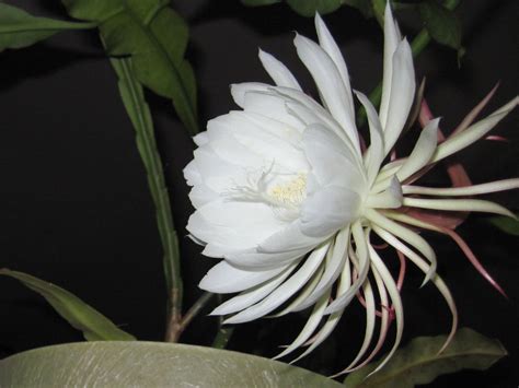 What Blooms in the Dark: The Enigma of Nocturnal Blooming